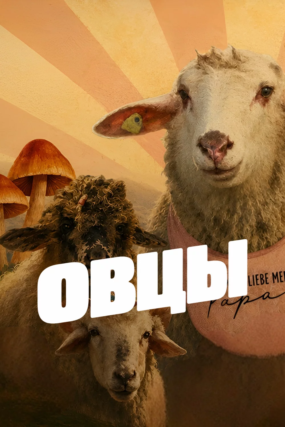 Овцы
